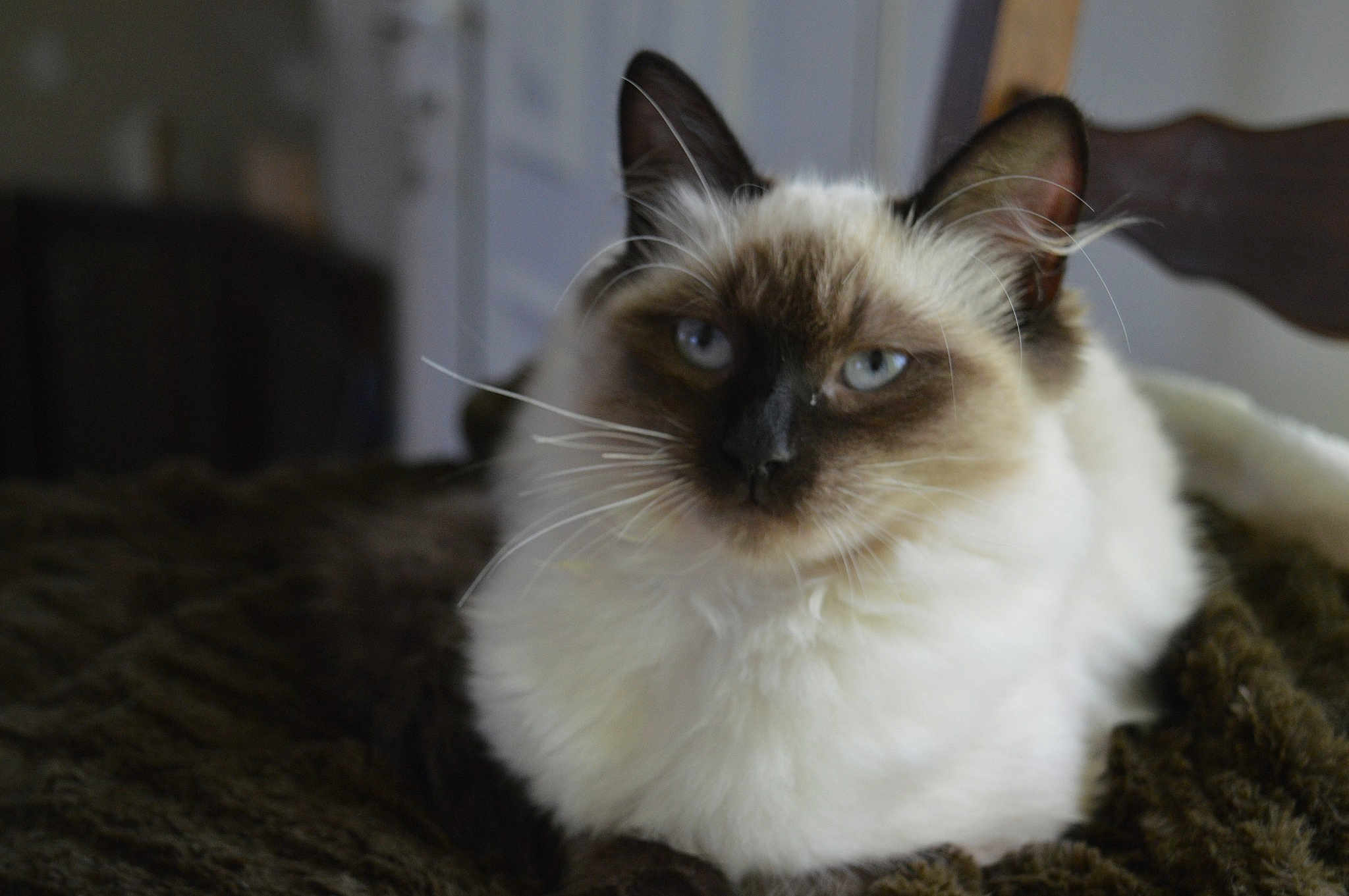 Kittie