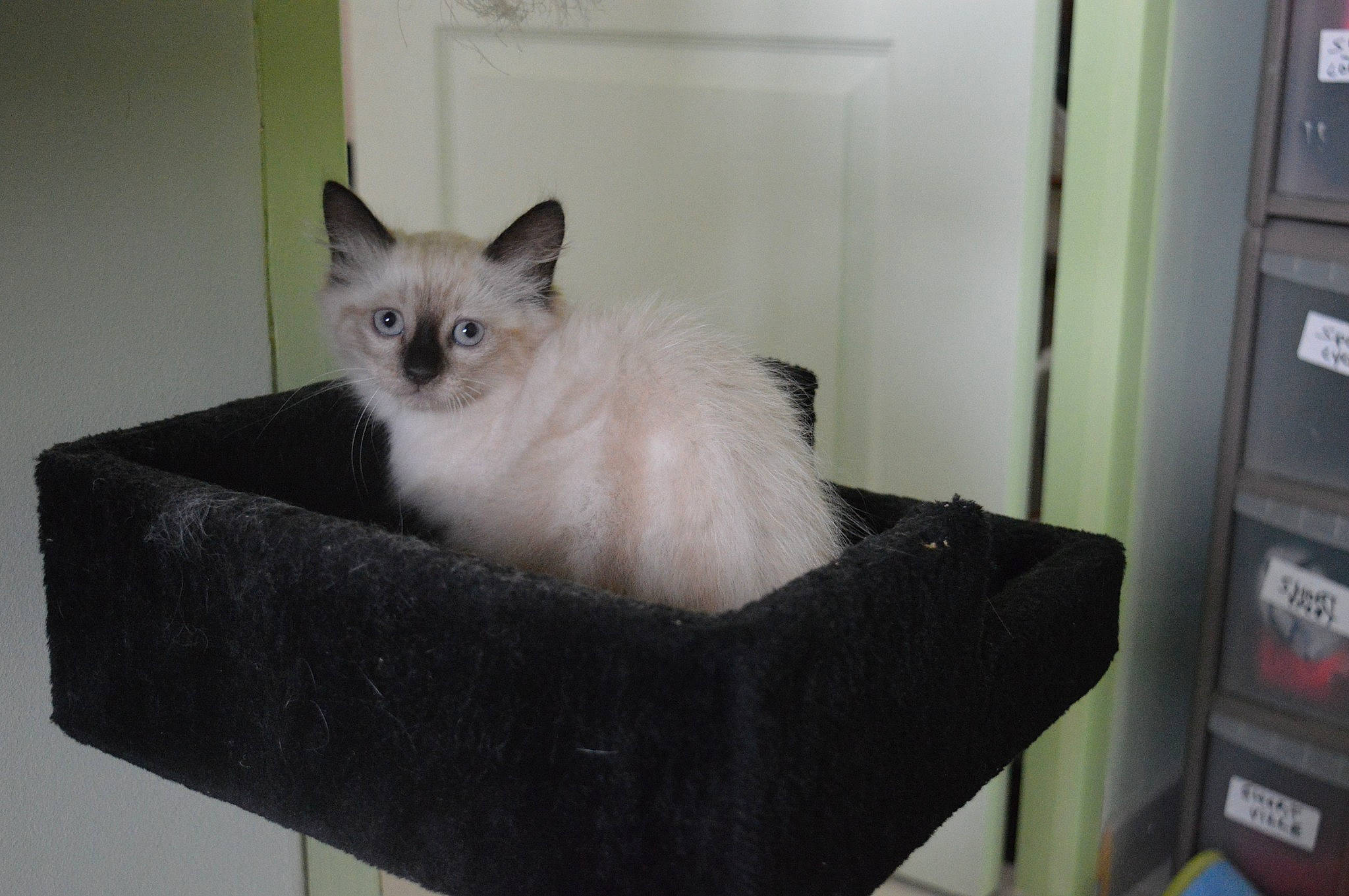 Kitty Bebe participe au concours pour gagner de l'argent avec cette photo : balinese, birman, box, carnivore, cat, cat_furniture, cat_supply, fawn, felidae, fur, machine, packaging_and_labeling, ragdoll, siamese, small_to_medium_sized_cats, snout, tail, thai, tonkinese, whiskers