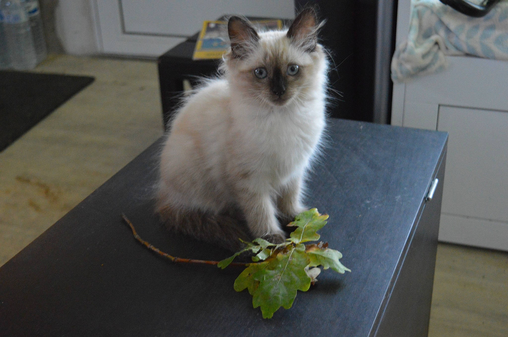 Kitty Bebe participe au concours pour gagner de l'argent avec cette photo : balinese, birman, carnivore, cat, chest_of_drawers, drawer, felidae, flooring, fur, grass, hardwood, herb, ragdoll, siamese, small_to_medium_sized_cats, tail, thai, twig, whiskers, wood