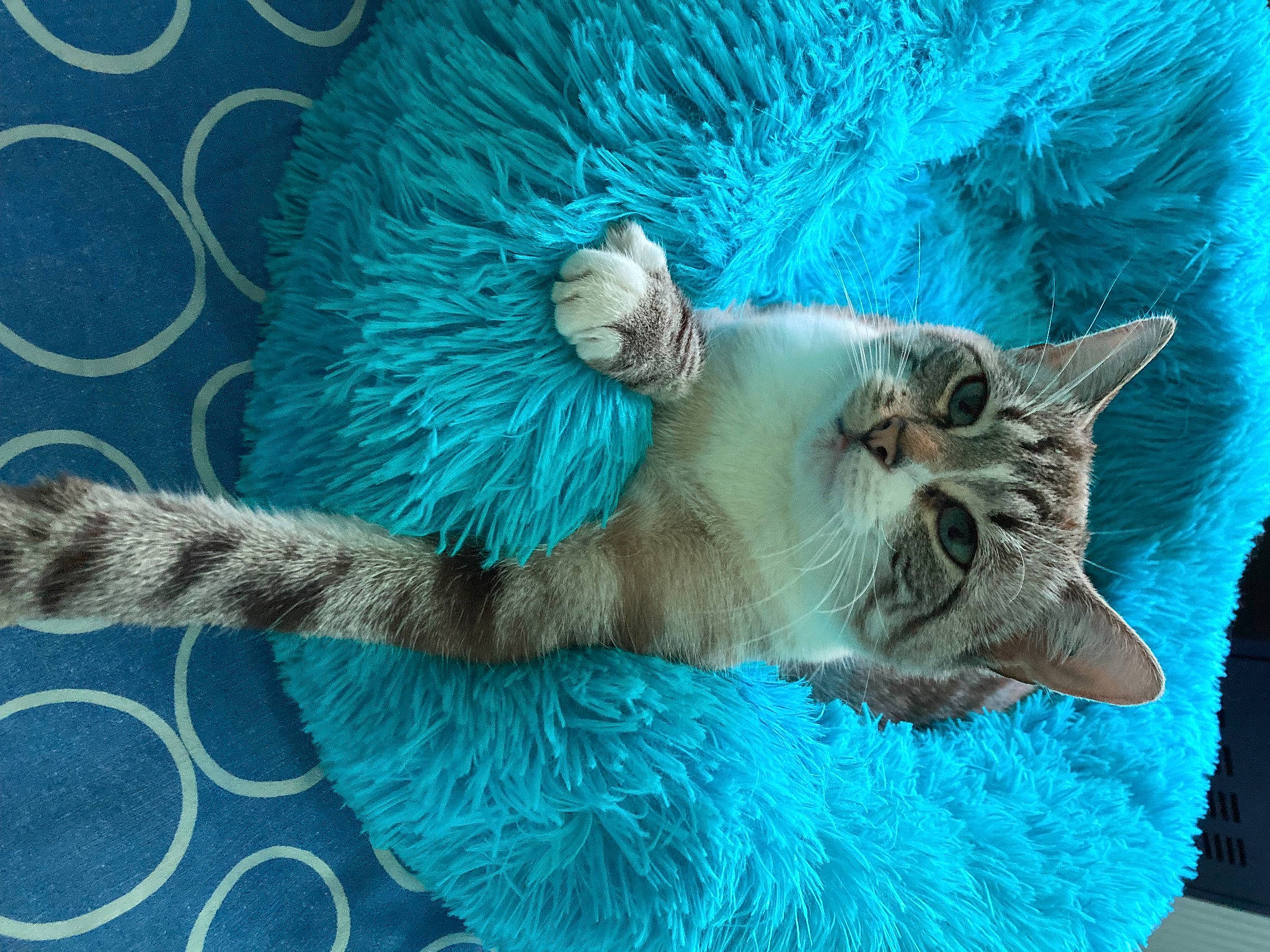 Rihana a rejoint le concours — aidez-le/la à gagner de superbes lots ! aqua, art, azure, blue, carnivore, cat, cat_bed, cat_supply, domestic_short_haired_cat, electric_blue, fashion_accessory, fawn, felidae, fur, mammal, small_to_medium_sized_cats, snout, tail, vertebrate, whiskers