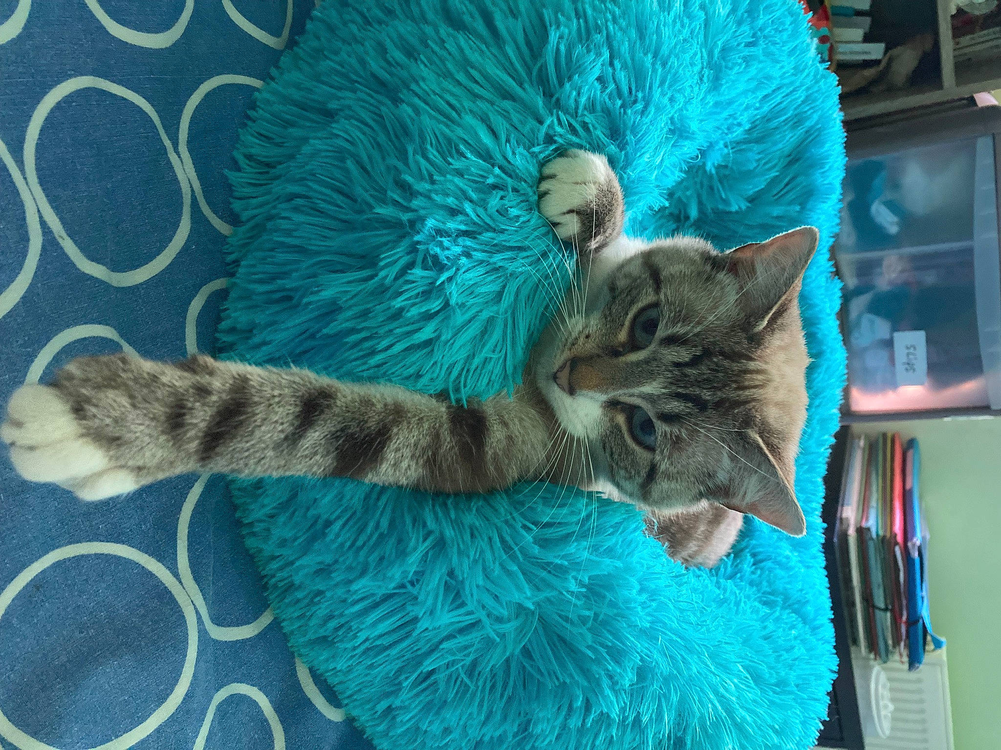 Rihana participe au concours pour gagner de l'argent avec cette photo : aqua, azure, blue, carnivore, cat, cat_bed, claw, comfort, electric_blue, fawn, felidae, fur, green, grey, small_to_medium_sized_cats, snout, tail, tree, vertebrate, whiskers