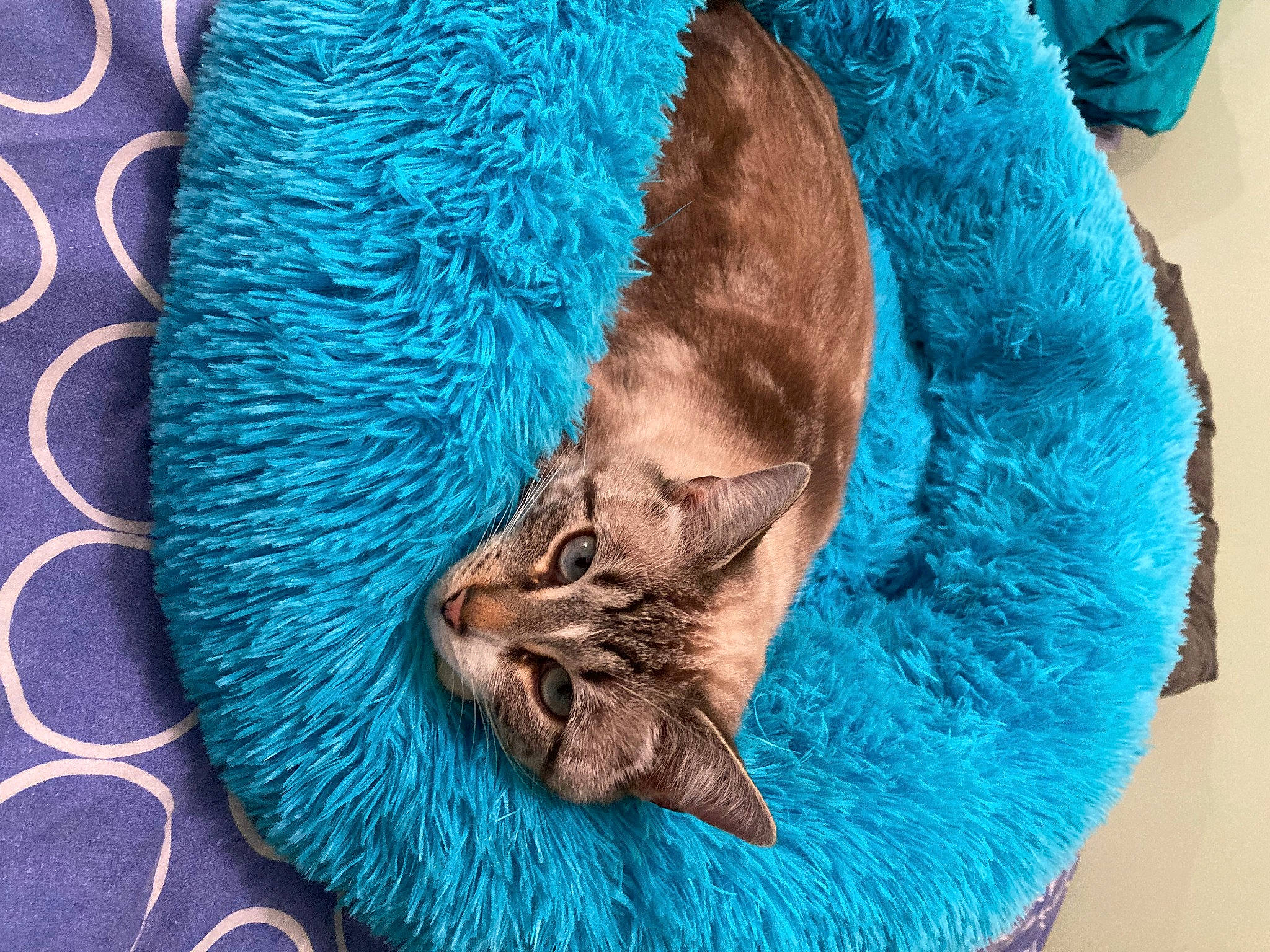 Rihana a rejoint le concours — aidez-le/la à gagner de superbes lots ! aqua, azure, blue, carnivore, cat, cat_supply, comfort, electric_blue, eye, fawn, felidae, green, grey, linens, small_to_medium_sized_cats, snout, tail, whiskers, wool, woolen