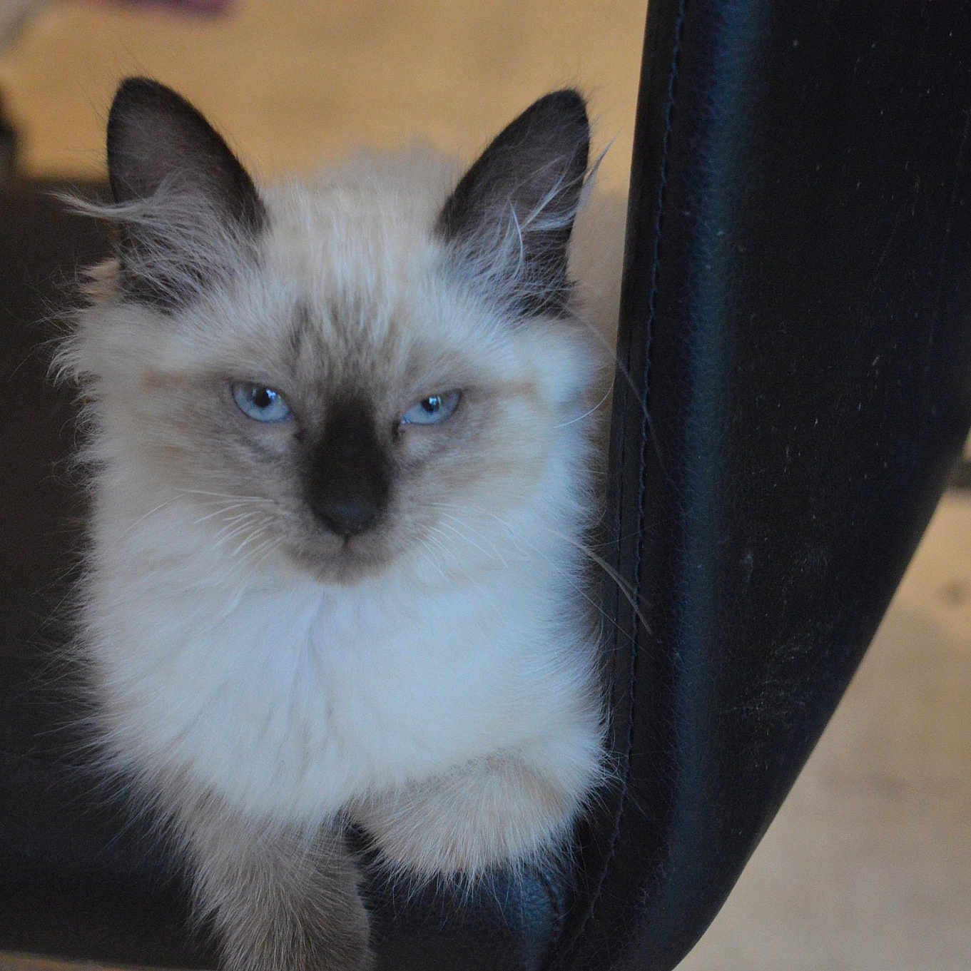 Kitty