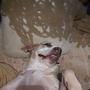 Dandelion Renae is registered to the contest to win money with this photo: dog, canine, pet, lying_on_back, funny_face, teeth, paw, snout, pillow, blanket, indoor, bed, relaxed, closeup, belly, sleepy, domestic_animal, portrait, cozy, companion