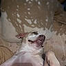 Dandelion Renae is registered to the contest to win money with this photo: bed, belly, blanket, canine, closeup, companion, cozy, dog, domestic_animal, funny_face, indoor, lying_on_back, paw, pet, pillow, portrait, relaxed, sleepy, snout, teeth