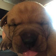 Karyl Louann joined the competition — help win amazing prizes! puppy, dog, closeup, tongue_out, eyes_closed, brown_fur, snout, nose, paw, hand_holding, indoor, blurred_background, cute, sleepy, young, portrait, domestic_animal, soft_focus, face, cozy