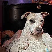 Dandelion Renae is registered to the contest to win money with this photo: dog, pet, bed, blanket, paw, nose, ears, fur, portrait, close_up, indoor, headboard, bedroom, bedding, expression, eye_contact, relaxed, light_shadow, animal_face, whiskers