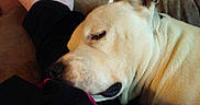 Booger Nathaniel is registered to the contest to win money with this photo: black_pants, casual, close_up, comfort, companion, couch, dog, floor, fur, home, indoor, leg, light_color, person, pet, relaxation, resting, sleepy, sock, wooden_floor