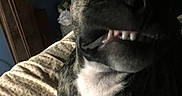 Mad Madam Mim joined the competition — help win amazing prizes! animal, bed, bedroom, brindle, close_up, cute, dog, domestic_animal, eye, fur, indoor, muzzle, nose, paw, pet, portrait, sleepy, snout, teeth, white_chest