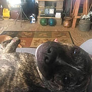 Mad Madam Mim joined the competition — help win amazing prizes! dog, brindle_dog, brown_dog, close_up, two_dogs, living_room, area_rug, wood_floor, shelf, exercise_balls, tripod, metal_can, cardboard_box, couch, blanket, paw, nose, portrait, pet, relaxed