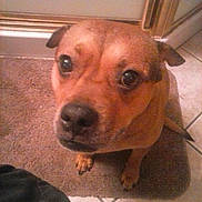 Biscuit Nicole is registered to the contest to win money with this photo: dog, brown_dog, pet, canine, close_up, portrait, indoor, bathroom, tile_floor, bath_mat, looking_up, big_eyes, nose, paws, sitting, cute, pleading_look, domestic_animal, furry, companion