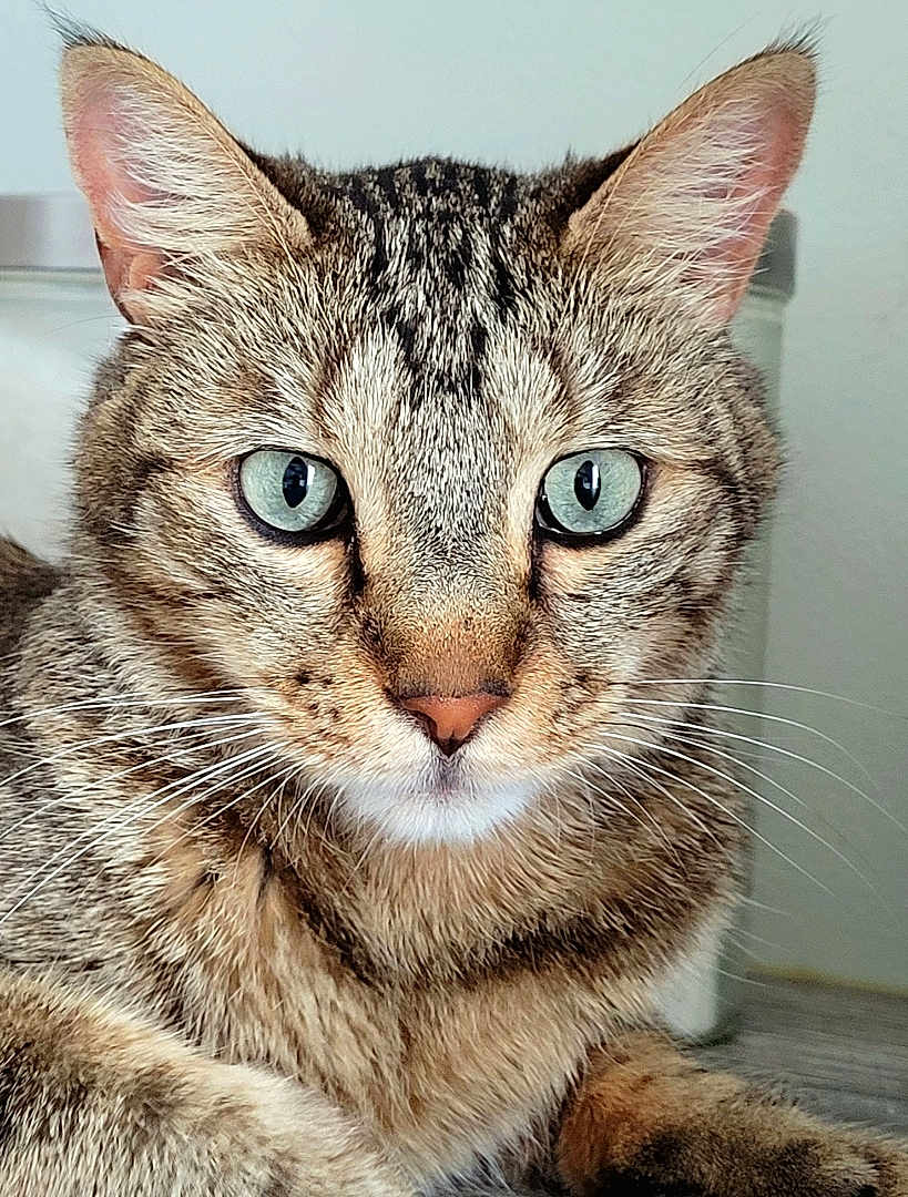 Simba
