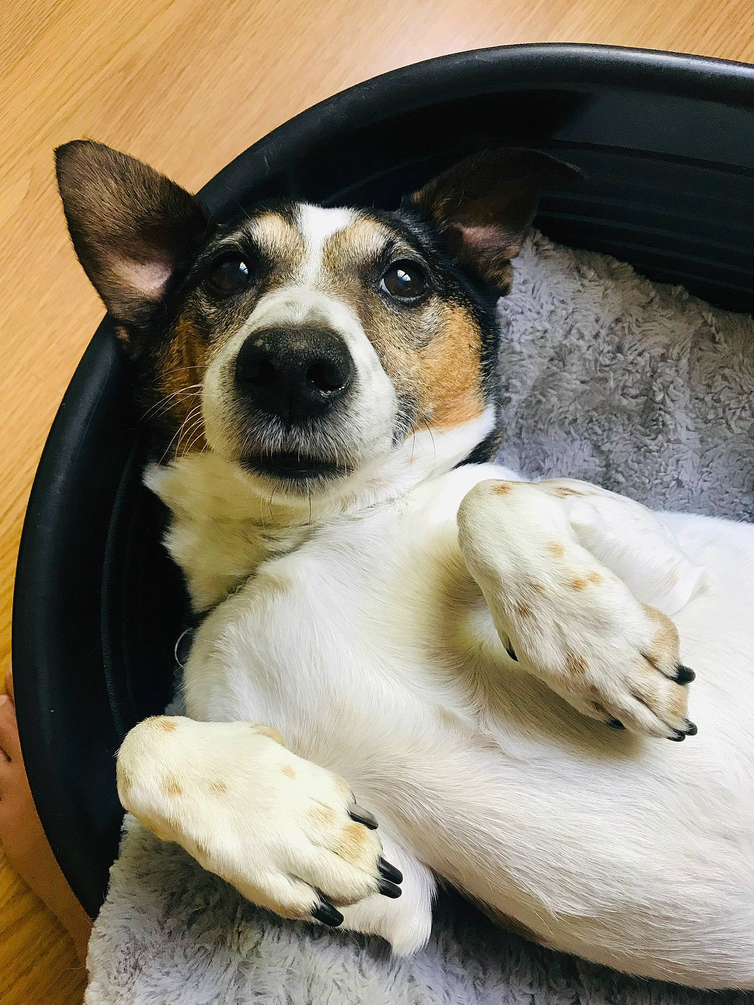 Dexter a rejoint le concours — aidez-le/la à gagner de superbes lots ! canidae, cardigan_welsh_corgi, carnivore, companion_dog, corgi_chihuahua, danish_swedish_farmdog, dog, dog_breed, fur, mammal, nose, pembroke_welsh_corgi, puppy, rat_terrier, russell_terrier, snout, teddy_roosevelt_terrier, vertebrate, welsh_corgi, whiskers