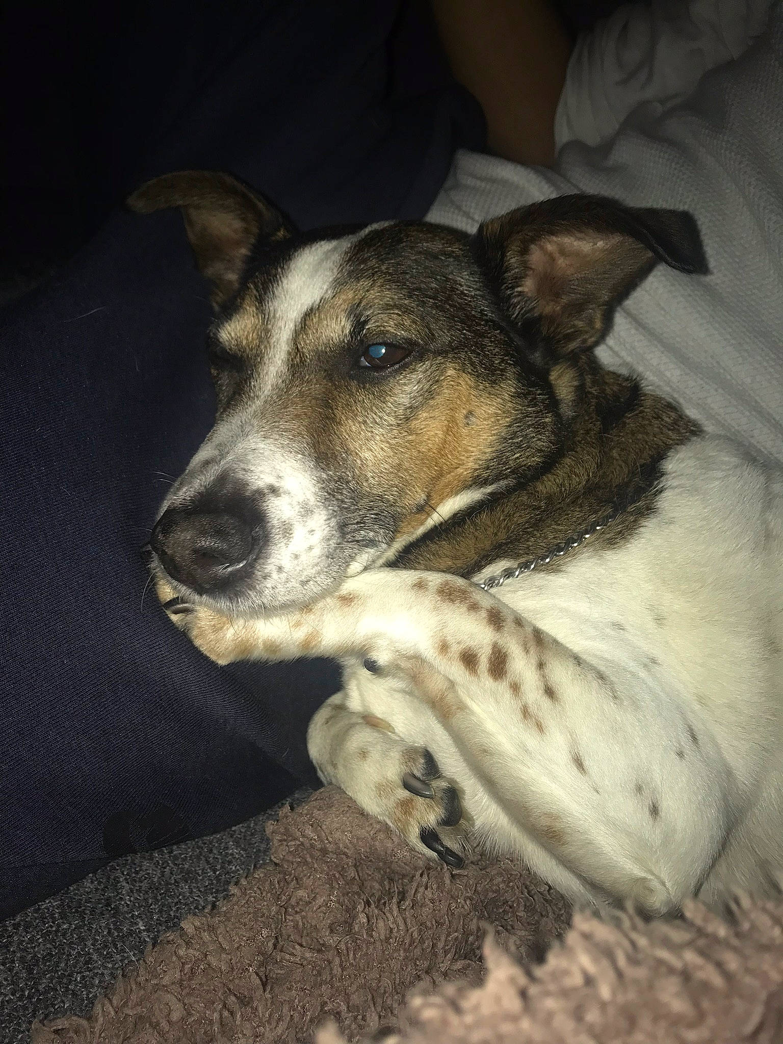 Dexter participe au concours pour gagner de l'argent avec cette photo : canidae, carnivore, companion_dog, dog, dog_breed, feist, fox_terrier, koolie, mammal, nose, potcake_dog, rare_breed_dog, smooth_fox_terrier, snout, street_dog, teddy_roosevelt_terrier, texas_heeler, whiskers