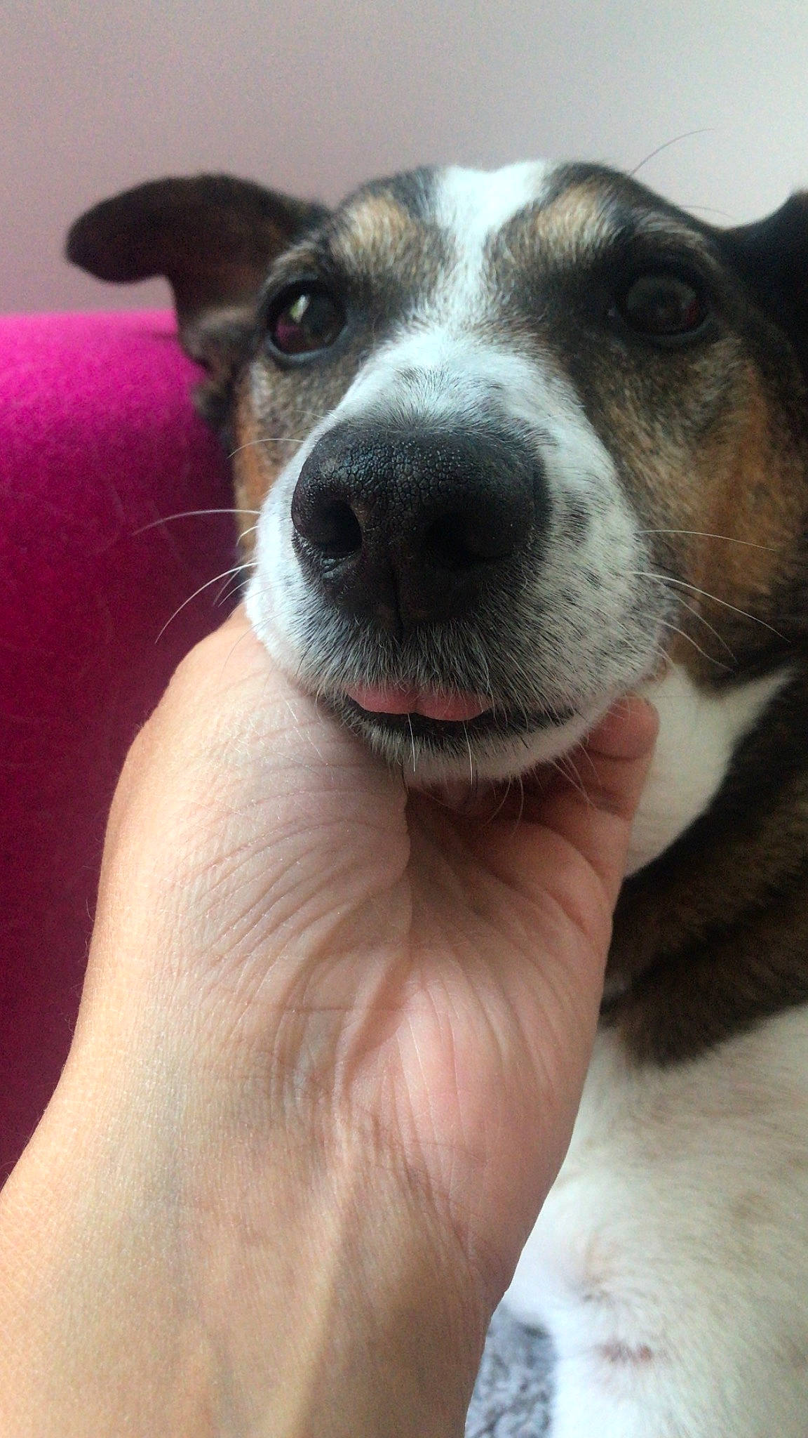 Dexter participe au concours pour gagner de l'argent avec cette photo : brazilian_terrier, canidae, carnivore, chilean_fox_terrier, danish_swedish_farmdog, dog, dog_breed, feist, japanese_terrier, mammal, miniature_fox_terrier, nose, rat_terrier, ratonero_bodeguero_andaluz, russell_terrier, snout, teddy_roosevelt_terrier, tenterfield_terrier, toy_fox_terrier, vertebrate