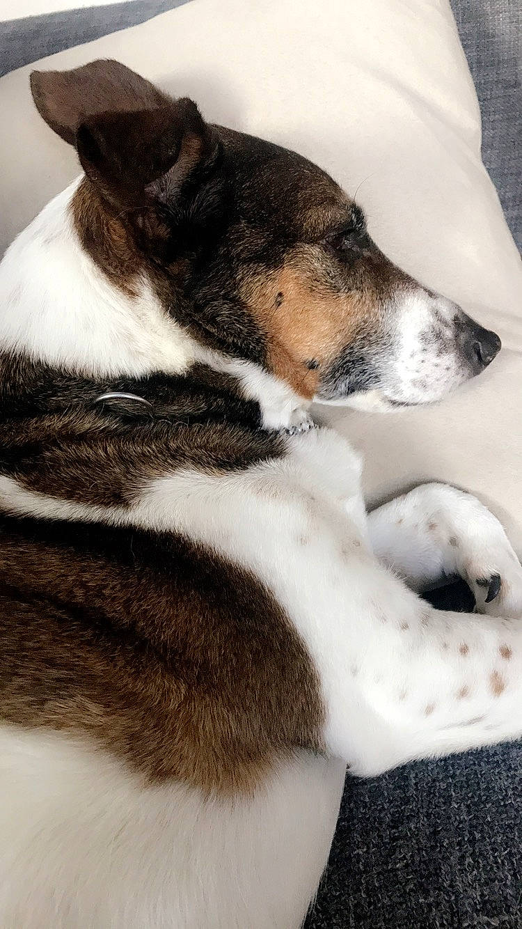 Dexter participe au concours pour gagner de l'argent avec cette photo : canidae, cardigan_welsh_corgi, carnivore, companion_dog, danish_swedish_farmdog, dog, dog_breed, feist, fox_terrier, fur, mammal, miniature_fox_terrier, puppy, rat_terrier, ratonero_bodeguero_andaluz, russell_terrier, smooth_fox_terrier, snout, teddy_roosevelt_terrier, tenterfield_terrier