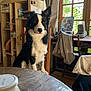 Doby a rejoint le concours — aidez-le/la à gagner de superbes lots ! dog, border_collie, chair, table, indoor, window, curtain, wooden_furniture, jar, shelf, coat, natural_light, pet, black_and_white, domestic, curious, house, kitchen, seated, animal