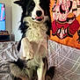 Doby a rejoint le concours — aidez-le/la à gagner de superbes lots ! dog, bed, paw_raised, black_and_white, tapestry, ganesha_art, indoor, pet, furry, cute, bedspread, animal, canine, sitting, tongue_out, decor, cozy, fur, portrait, domestic