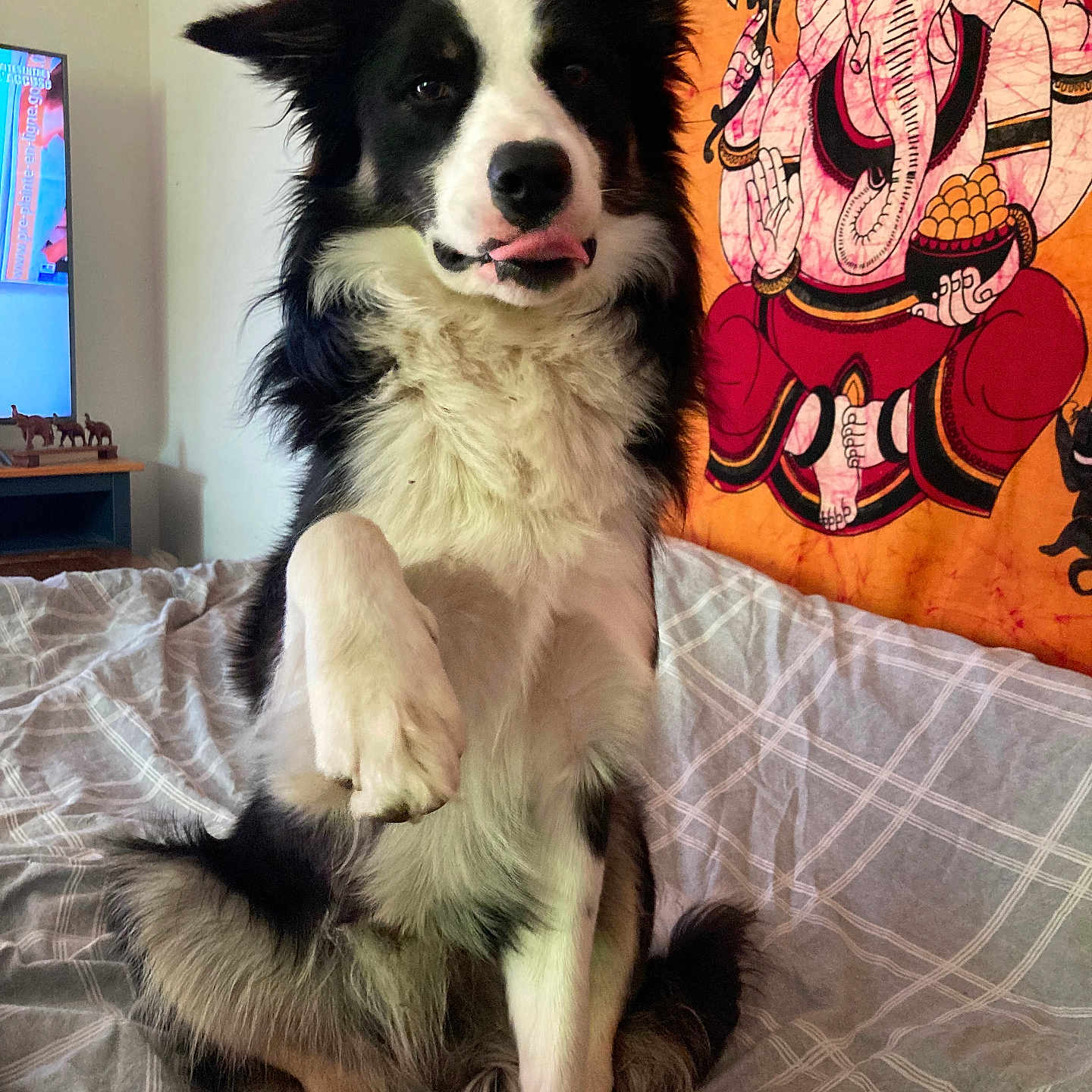 Doby a rejoint le concours — aidez-le/la à gagner de superbes lots ! animal, bed, bedspread, black_and_white, canine, cozy, cute, decor, dog, domestic, fur, furry, ganesha_art, indoor, paw_raised, pet, portrait, sitting, tapestry, tongue_out