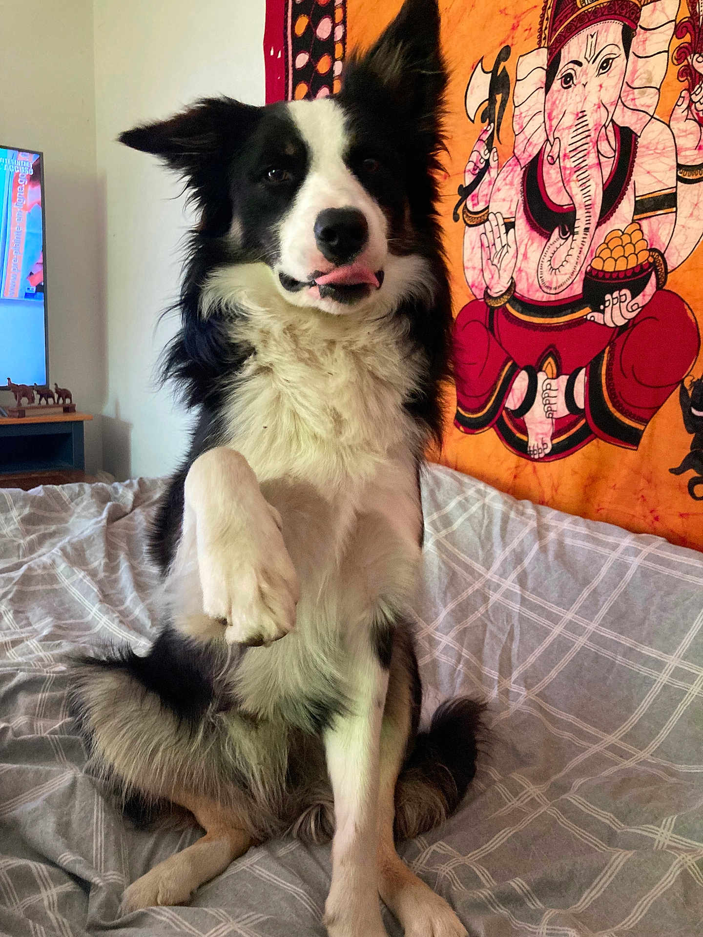 Doby a rejoint le concours — aidez-le/la à gagner de superbes lots ! dog, bed, paw_raised, black_and_white, tapestry, ganesha_art, indoor, pet, furry, cute, bedspread, animal, canine, sitting, tongue_out, decor, cozy, fur, portrait, domestic