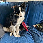 Doby participe au concours pour gagner de l'argent avec cette photo : dog, black_and_white, sitting, couch, indoor, pet_hair, toy, curious, fur, animal, canine, domestic, companion, head_tilt, blue_couch, blanket, relaxed, looking_at_camera, furniture, living_room