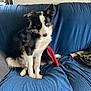 dog, black_and_white, sitting, couch, indoor, pet_hair, toy, curious, fur, animal, canine, domestic, companion, head_tilt, blue_couch, blanket, relaxed, looking_at_camera, furniture, living_room