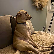 Huguette a rejoint le concours — aidez-le/la à gagner de superbes lots ! blanket, canine, collar, couch, cozy, decor, dog, domestic_animal, floor_lamp, furniture, home, indoor, living_room, neutral_colors, pampas_grass, pet, relaxed, seated, side_view, window