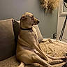 blanket, canine, collar, couch, cozy, decor, dog, domestic_animal, floor_lamp, furniture, home, indoor, living_room, neutral_colors, pampas_grass, pet, relaxed, seated, side_view, window