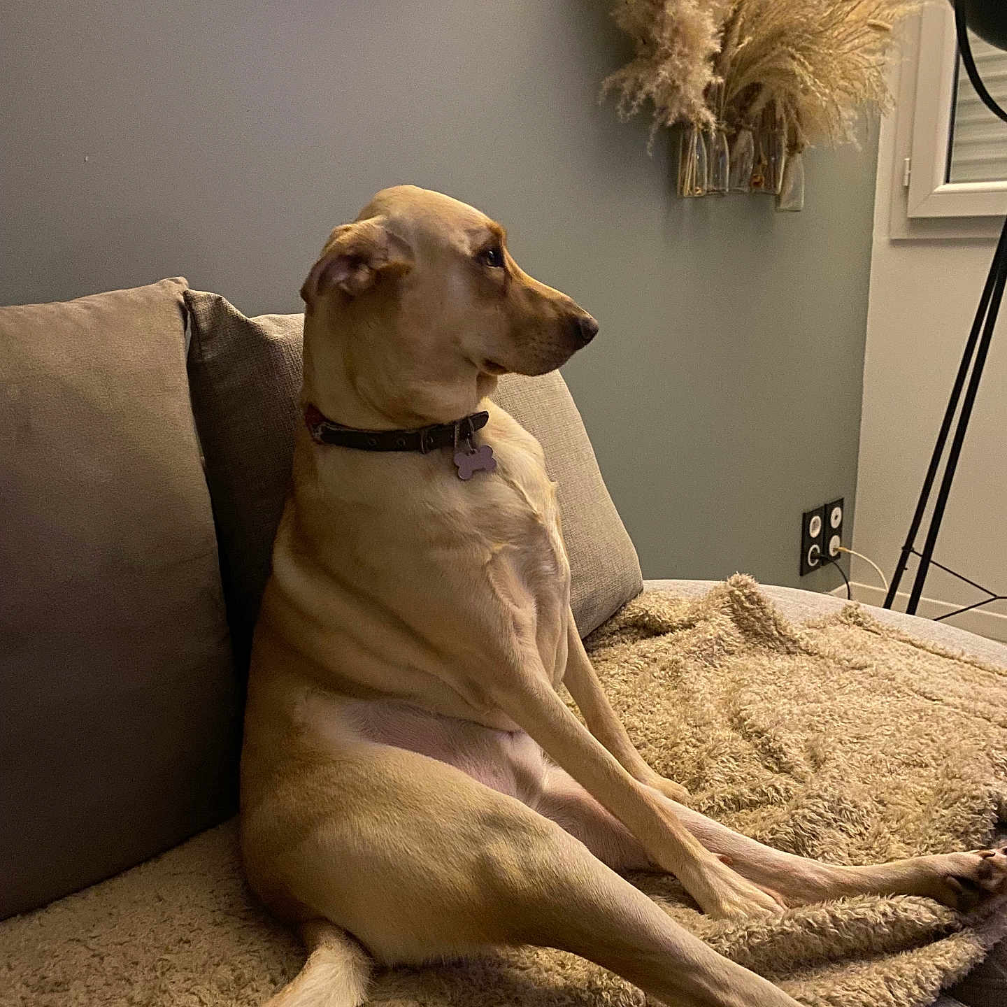 Huguette a rejoint le concours — aidez-le/la à gagner de superbes lots ! blanket, canine, collar, couch, cozy, decor, dog, domestic_animal, floor_lamp, furniture, home, indoor, living_room, neutral_colors, pampas_grass, pet, relaxed, seated, side_view, window