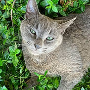 Rocket joined the competition — help win amazing prizes! cat, gray_cat, green_leaves, outdoor, animal, pet, feline, whiskers, relaxed, nature, closeup, fur, wildlife, leafy_background, resting, cute, mammal, portrait, eyes, plants