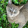 cat, gray_cat, green_leaves, outdoor, animal, pet, feline, whiskers, relaxed, nature, closeup, fur, wildlife, leafy_background, resting, cute, mammal, portrait, eyes, plants
