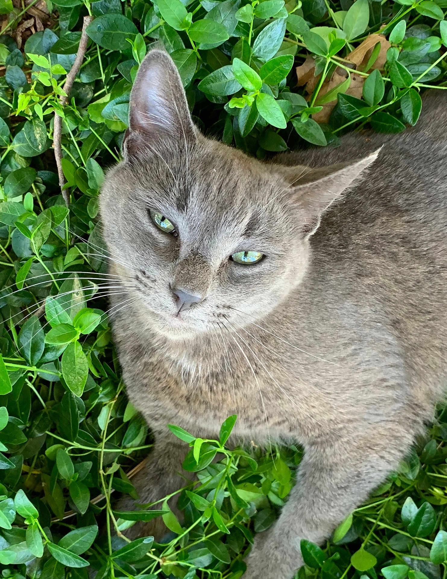 Rocket joined the competition — help win amazing prizes! cat, gray_cat, green_leaves, outdoor, animal, pet, feline, whiskers, relaxed, nature, closeup, fur, wildlife, leafy_background, resting, cute, mammal, portrait, eyes, plants