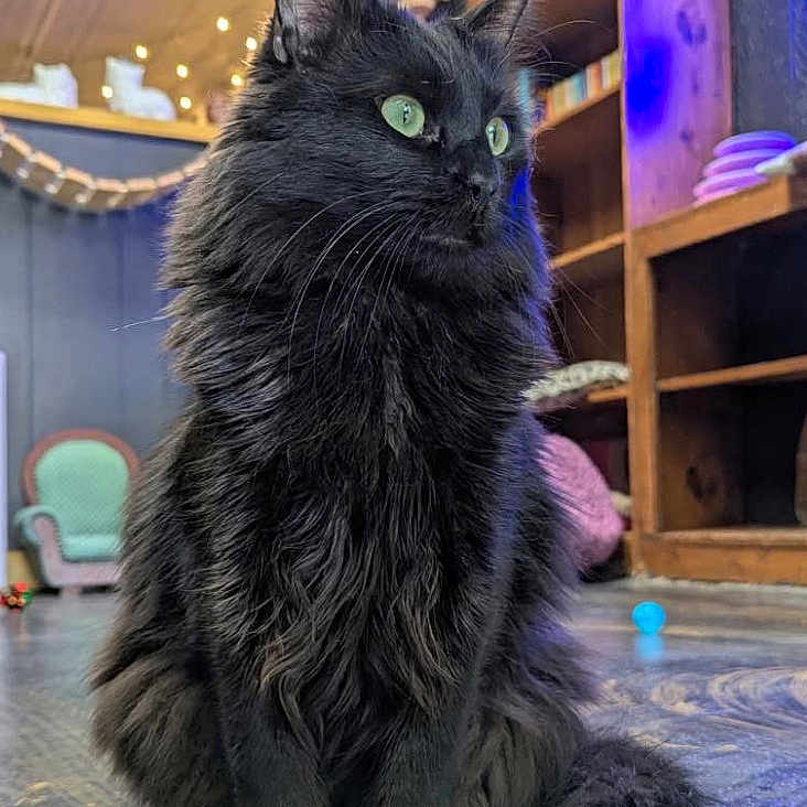 Winston joined the competition — help win amazing prizes! animal, black_cat, books, cat, chair, close_up, decor, domestic_cat, floor, fluffy_fur, furniture, green_eyes, house, indoor, pet, portrait, shelf, sitting, tail, whiskers