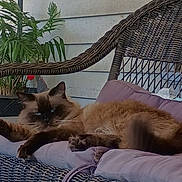 Tani is registered to the contest to win money with this photo: cat, siamese_cat, fluffy, blue_eyes, wicker_chair, cushion, indoor_plant, greenery, relaxed, stretching, furniture, home, pet, animal, cozy, resting, portrait, fur, paw, domestic