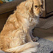 Melba participe au concours pour gagner de l'argent avec cette photo : animal, calm, cozy, curtain, dog, domestic, floor, fluffy, furniture, golden_retriever, home, indoor, leather_couch, living_room, pet, rug, seated, side_view, warm_lighting, wooden_table