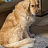 animal, calm, cozy, curtain, dog, domestic, floor, fluffy, furniture, golden_retriever, home, indoor, leather_couch, living_room, pet, rug, seated, side_view, warm_lighting, wooden_table