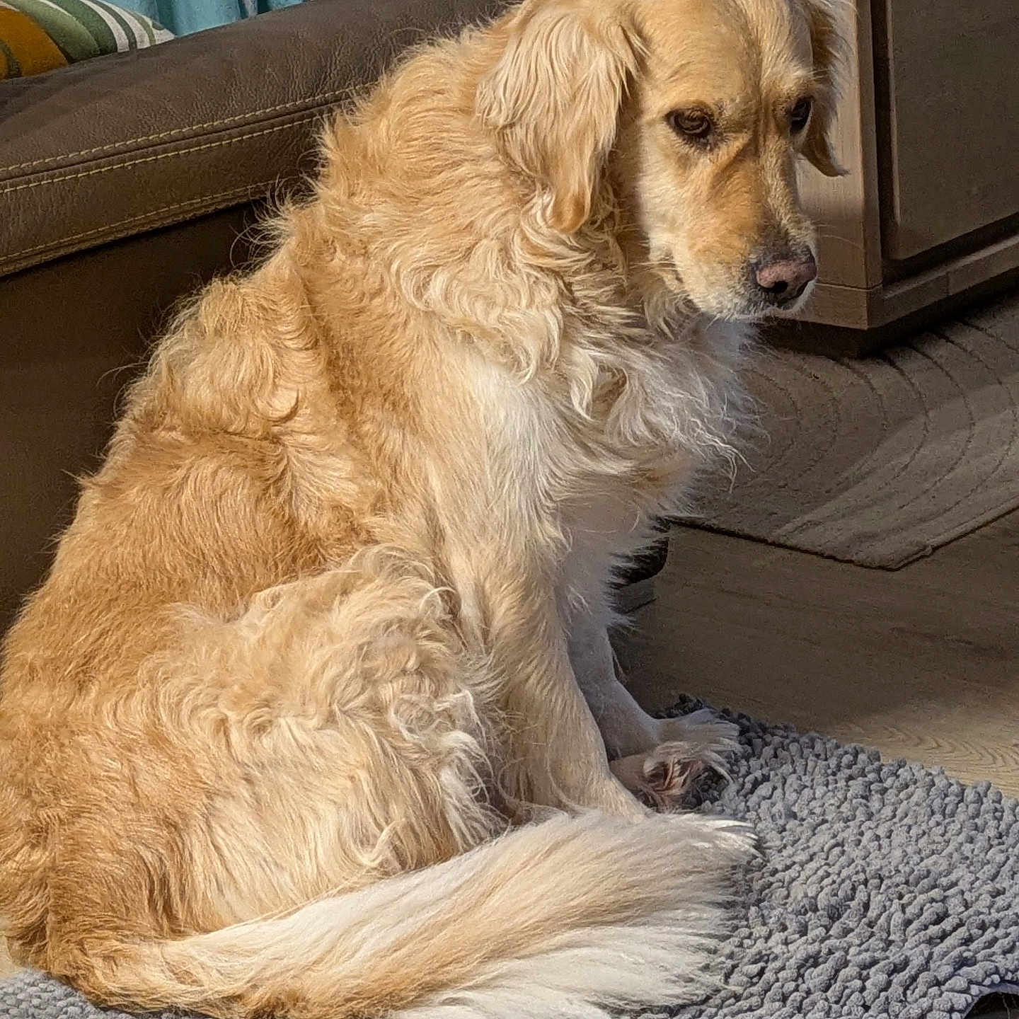 Melba participe au concours pour gagner de l'argent avec cette photo : animal, calm, cozy, curtain, dog, domestic, floor, fluffy, furniture, golden_retriever, home, indoor, leather_couch, living_room, pet, rug, seated, side_view, warm_lighting, wooden_table