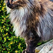 Mâcha participe au concours pour gagner de l'argent avec cette photo : animal, cat, closeup, digital_clock, fluffy, fur, greenery, leaves, ledge, lock_screen, nature, outdoor, pet, plant, portrait, profile, stone, text_overlay, tortoiseshell_cat, wildlife