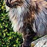 animal, cat, closeup, digital_clock, fluffy, fur, greenery, leaves, ledge, lock_screen, nature, outdoor, pet, plant, portrait, profile, stone, text_overlay, tortoiseshell_cat, wildlife
