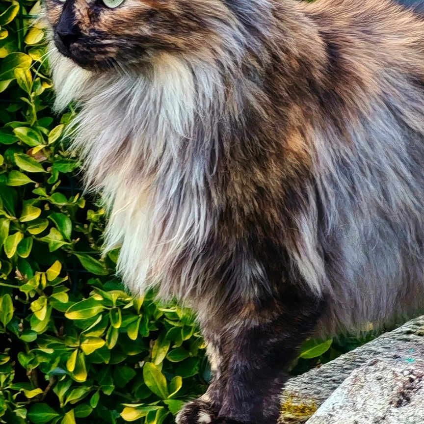 Mâcha