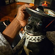 Poco Lil Duke joined the competition — help win amazing prizes! dog, small_dog, sombrero, hat, hand, nail_polish, orange_nails, collar, studs, indoor, fireplace, wood_floor, furniture, pet, animal, black_dog, cute, cozy, resting, background