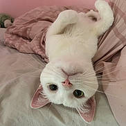 Matcha is registered to the contest to win money with this photo: cat, white_cat, upside_down, bed, blanket, pink, whiskers, ears, cute, pet, domestic_animal, feline, sleeping_area, cozy, indoor, fur, looking, animal, resting, soft