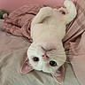 cat, white_cat, upside_down, bed, blanket, pink, whiskers, ears, cute, pet, domestic_animal, feline, sleeping_area, cozy, indoor, fur, looking, animal, resting, soft