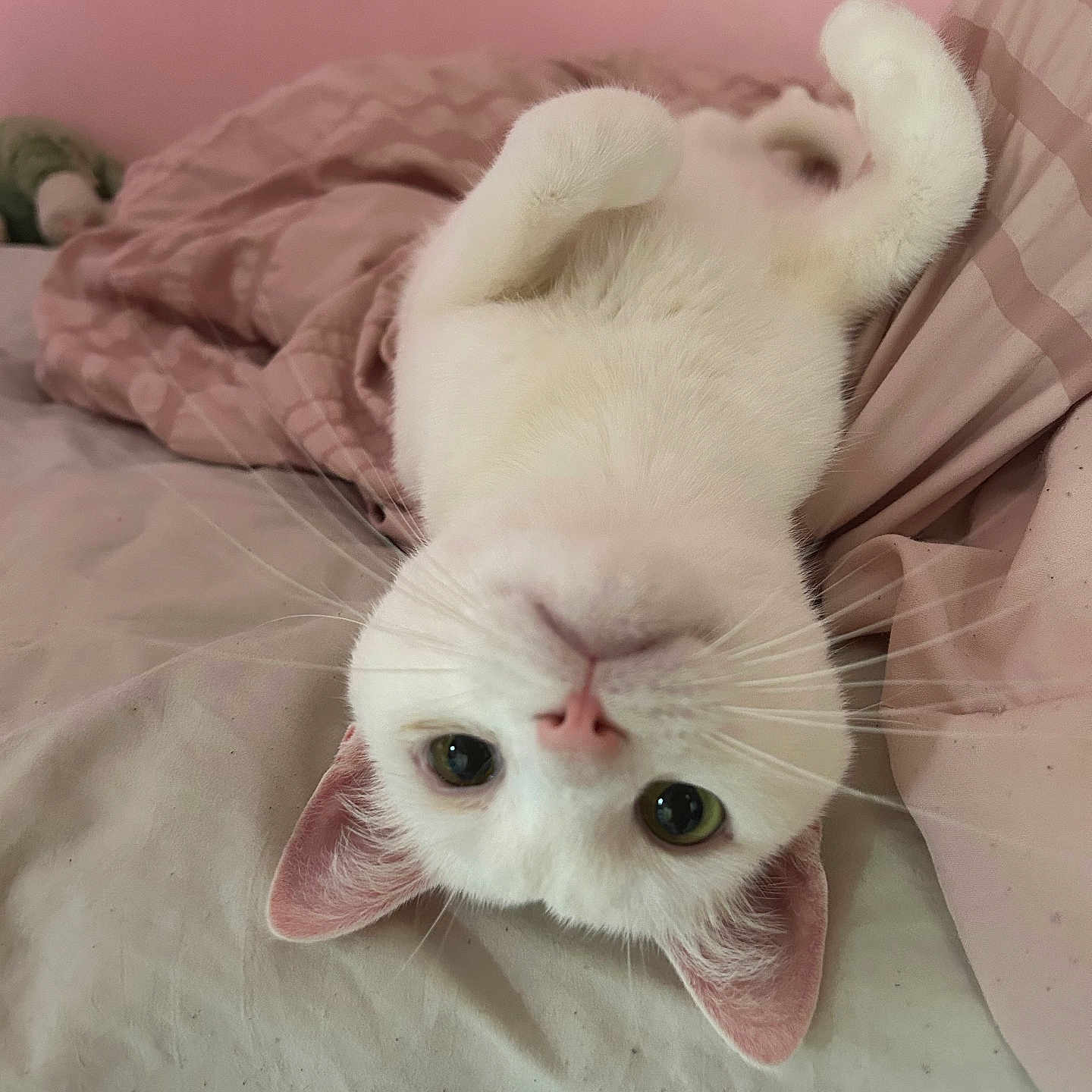 Matcha is registered to the contest to win money with this photo: cat, white_cat, upside_down, bed, blanket, pink, whiskers, ears, cute, pet, domestic_animal, feline, sleeping_area, cozy, indoor, fur, looking, animal, resting, soft