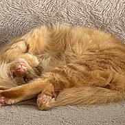 Chispa joined the competition — help win amazing prizes! cat, orange_cat, sleeping, curled_up, fluffy, pet, feline, cozy, relaxed, paws, soft_texture, indoor, cute, resting, animal, whiskers, tail, fur, comfort, napping