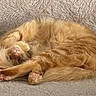 cat, orange_cat, sleeping, curled_up, fluffy, pet, feline, cozy, relaxed, paws, soft_texture, indoor, cute, resting, animal, whiskers, tail, fur, comfort, napping