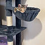 animal, basket, cat, cat_tree, cozy, feline, furniture, hammock, home, indoor, kitten, pet, pet_carrier, plush, relaxed, resting, scratching_post, sleepy, toy, wall