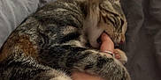 Ruby participe au concours pour gagner de l'argent avec cette photo : affection, animal, bed, bite, blanket, cat, claw, cozy, cute, domestic, feline, fur, hand, indoor, paw, pet, playing, resting, sleepy, tabby