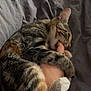 affection, animal, bed, bite, blanket, cat, claw, cozy, cute, domestic, feline, fur, hand, indoor, paw, pet, playing, resting, sleepy, tabby