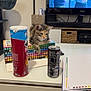 book, can, carpet, cat, colorful, curious, electronics, furniture, indoor, kitten, living_room, markers, paper, people, pepsi, pringles, relaxed, storage_box, table, television